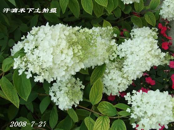 世界名花一饱眼福